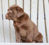 AKC Registered Chocolate Labrador Retriever For Sale Sugarcreek, OH Male- Russel