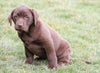 AKC Registered Chocolate Labrador Retriever For Sale Sugarcreek, OH Male- Russel