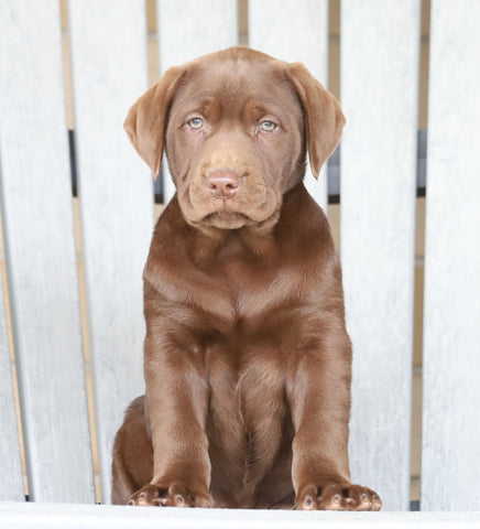 AKC Registered Chocolate Labrador Retriever For Sale Sugarcreek, OH Female- Bella