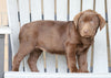 AKC Registered Chocolate Labrador Retriever For Sale Sugarcreek, OH Female- Bella