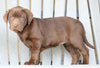 AKC Registered Chocolate Labrador Retriever For Sale Sugarcreek, OH Female- Bella
