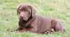 AKC Registered Chocolate Labrador Retriever For Sale Sugarcreek, OH Female- Bella