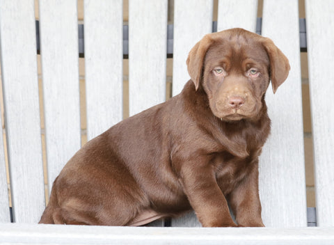 AKC Registered Chocolate Labrador Retriever For Sale Sugarcreek, OH Female- Bailey