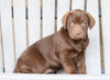 AKC Registered Chocolate Labrador Retriever For Sale Sugarcreek, OH Female- Bailey