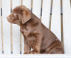 AKC Registered Chocolate Labrador Retriever For Sale Sugarcreek, OH Female- Bailey