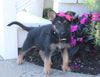 AKC Registered German Shepherd For Sale Millersburg, OH Female- Janelle