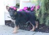 AKC Registered German Shepherd For Sale Millersburg, OH Female- Janelle