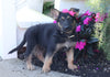 AKC Registered German Shepherd For Sale Millersburg, OH Female- Janelle