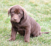 AKC Registered Chocolate Labrador Retriever For Sale Sugarcreek, OH Female- Bailey