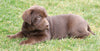 AKC Registered Chocolate Labrador Retriever For Sale Sugarcreek, OH Female- Bailey
