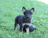 AKC Registered German Shepherd For Sale Millersburg, OH Female- Krista