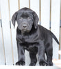 AKC Registered Labrador Retriever For Sale Sugarcreek, OH Male- Buddy
