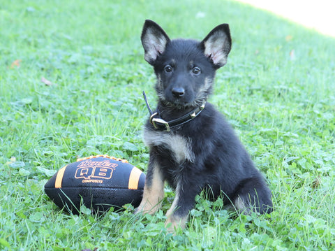AKC Registered German Shepherd For Sale Millersburg, OH Female- Krista