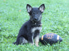 AKC Registered German Shepherd For Sale Millersburg, OH Female- Krista