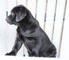 AKC Registered Labrador Retriever For Sale Sugarcreek, OH Male- Buddy