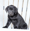 AKC Registered Labrador Retriever For Sale Sugarcreek, OH Male- Buddy