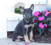 AKC Registered German Shepherd For Sale Millersburg, OH Female- Monica