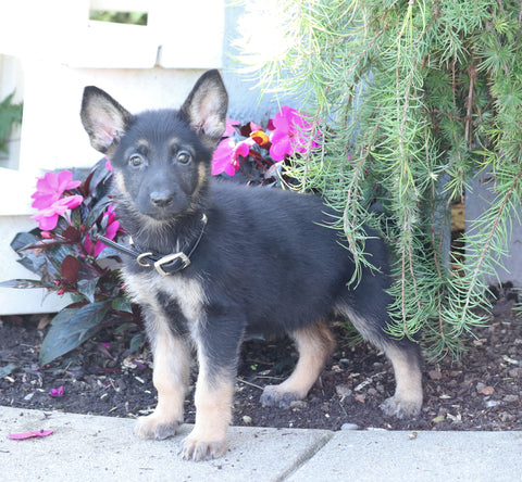 AKC Registered German Shepherd For Sale Millersburg, OH Female- Monica
