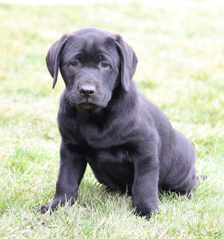 AKC Registered Labrador Retriever For Sale Sugarcreek, OH Male- Buddy