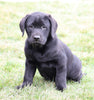 AKC Registered Labrador Retriever For Sale Sugarcreek, OH Male- Buddy