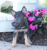 AKC Registered German Shepherd For Sale Millersburg, OH Female- Monica