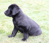 AKC Registered Labrador Retriever For Sale Sugarcreek, OH Male- Buddy