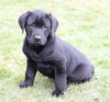 AKC Registered Labrador Retriever For Sale Sugarcreek, OH Male- Buddy