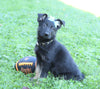 AKC Registered German Shepherd For Sale Millersburg, OH Male- Dodge