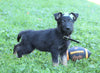 AKC Registered German Shepherd For Sale Millersburg, OH Male- Dodge