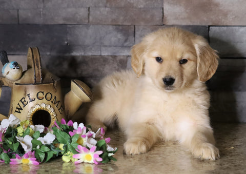 AKC Registered Golden Retriever For Sale Fredericksburg, OH Male- Alex