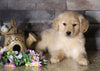 AKC Registered Golden Retriever For Sale Fredericksburg, OH Male- Alex