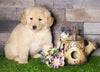 AKC Registered Golden Retriever For Sale Fredericksburg, OH Male- Arnie