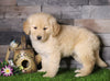 AKC Registered Golden Retriever For Sale Fredericksburg, OH Male- Arnie
