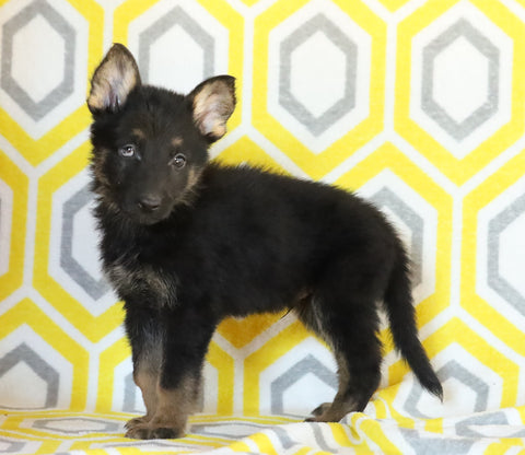 AKC Registered German Shepherd For Sale Millersburg, OH Male- Bryson