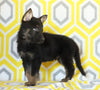 AKC Registered German Shepherd For Sale Millersburg, OH Male- Bryson