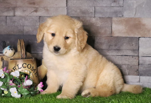 AKC Registered Golden Retriever For Sale Fredericksburg, OH Male- Andy