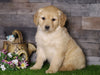 AKC Registered Golden Retriever For Sale Fredericksburg, OH Female- Audery