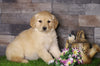 AKC Registered Golden Retriever For Sale Fredericksburg, OH Female- Audery