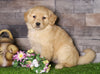 AKC Registered Golden Retriever For Sale Fredericksburg, OH Female- Annie