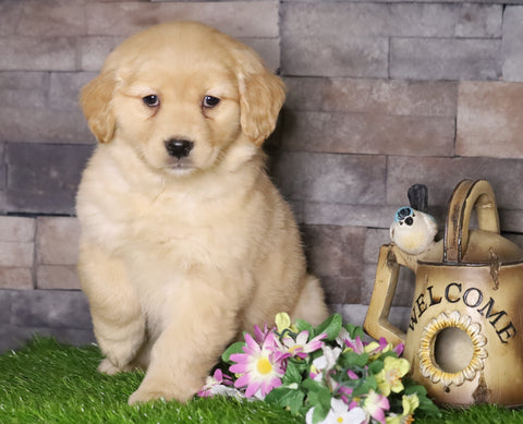 AKC Registered Golden Retriever For Sale Fredericksburg, OH Female- Annie