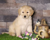 AKC Registered Golden Retriever For Sale Fredericksburg, OH Female- Amy