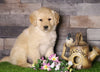 AKC Registered Golden Retriever For Sale Fredericksburg, OH Male- Asher