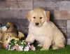 AKC Registered Golden Retriever For Sale Fredericksburg, OH Male- Asher