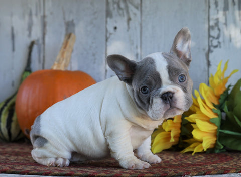 AKC Registered French Bulldog For Sale Millersburg, OH Female- Starlite