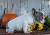 AKC Registered French Bulldog For Sale Millersburg, OH Female- Starlite