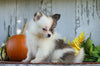 ACA Registered Pomeranian For Sale Millersburg, OH Female- Tiny