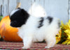 ACA Registered Pomeranian For Sale Millersburg, OH Female- Cutie