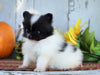 ACA Registered Pomeranian For Sale Millersburg, OH Female- Cutie