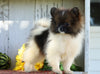 CKC Registered Pomeranian For Sale Millersburg, OH Female- Faith