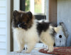 CKC Registered Pomeranian For Sale Millersburg, OH Female- Faith